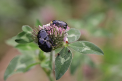 Popillia flavosellata