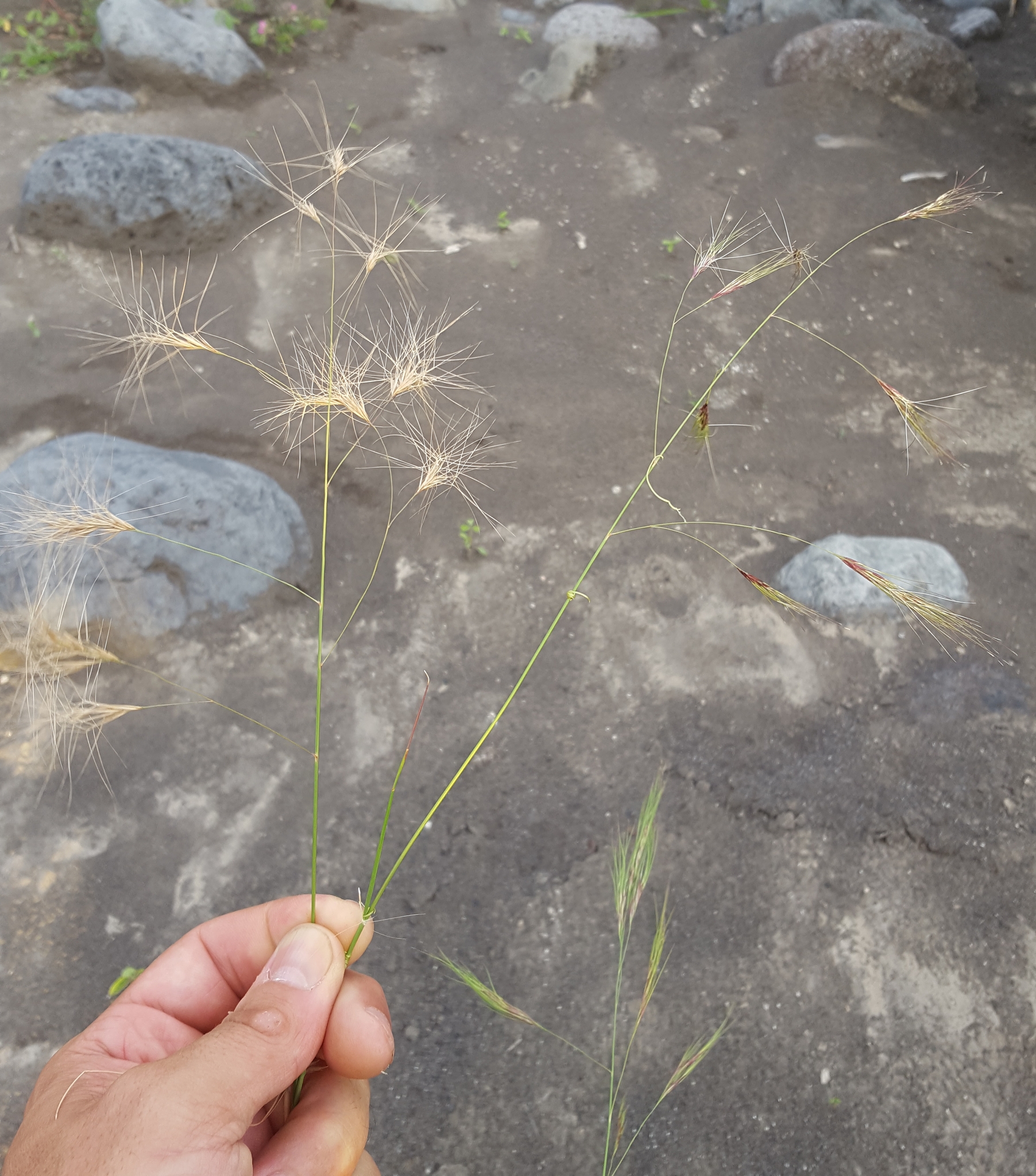 (c) François Rousseu, certains droits réservés (CC BY-NC) https://www.inaturalist.org/observations/151227507