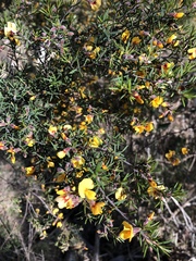 Pultenaea juniperina