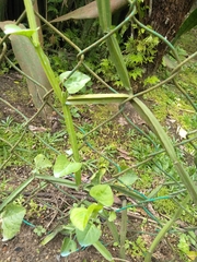 Cissus quadrangularis