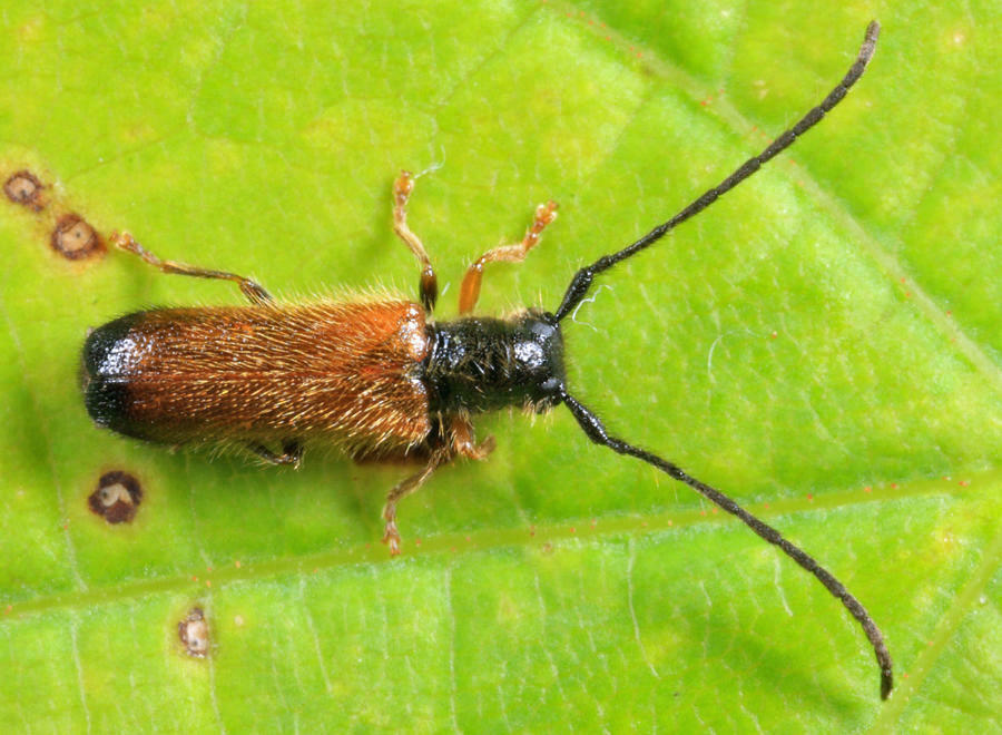 Plum Beetle