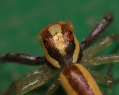 Epocilla calcarata