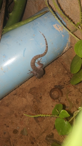 Dixonius siamensis