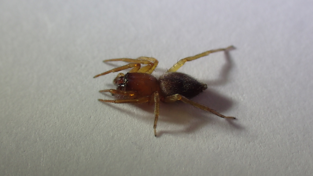 Porrhoclubiona diniensis