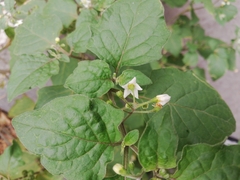 Solanum