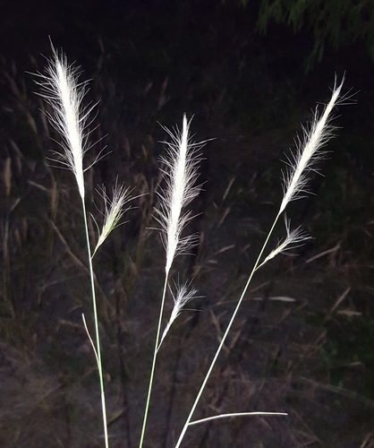 Aristida congesta subsp. congesta image