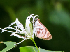 Vettius fantasos
