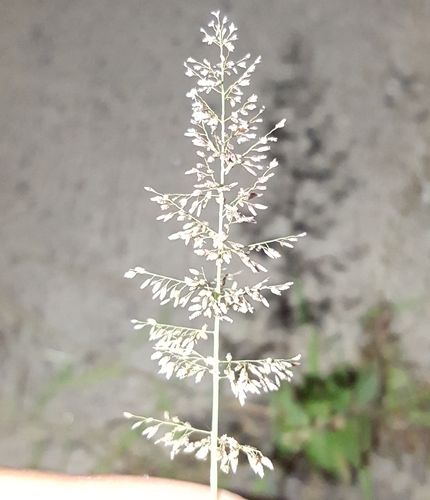 Eragrostis amabilis image