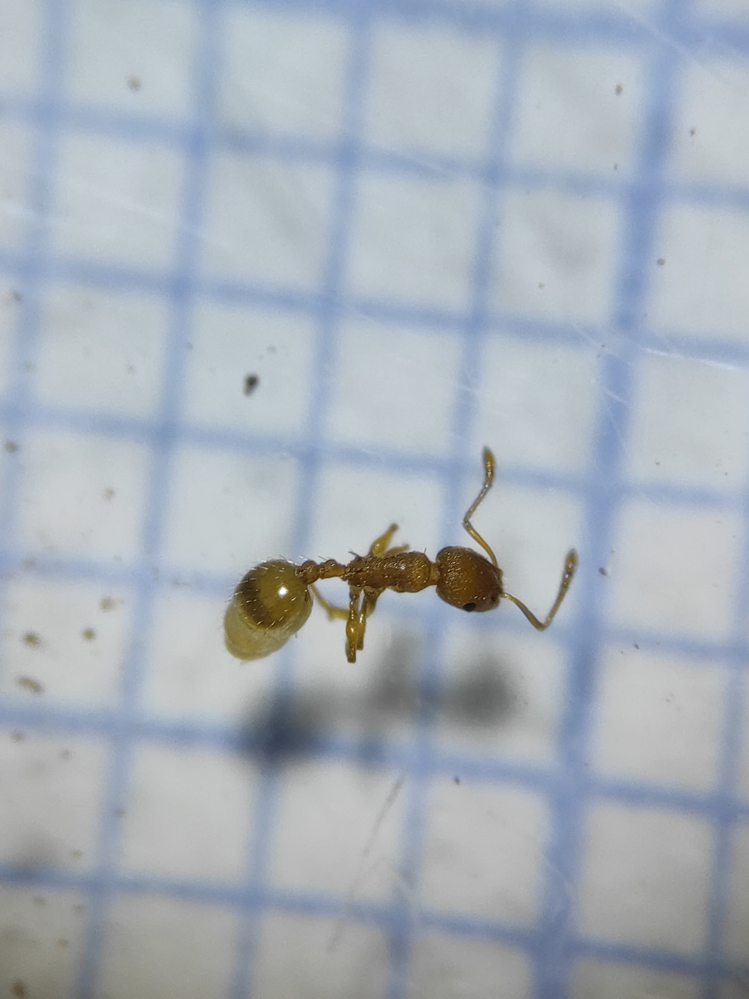 Temnothorax luteus