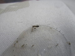 Dermaptera