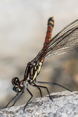Rhinocypha pagenstecheri timorana