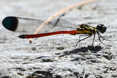 Rhinocypha pagenstecheri timorana