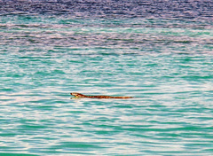 Varanus palawanensis