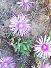 Lampranthus sociorum