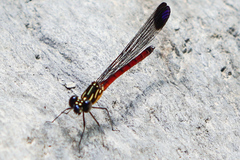 Rhinocypha pagenstecheri timorana
