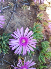 Lampranthus sociorum