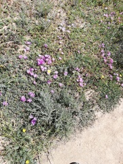 Lampranthus sociorum