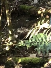 Thylogale billardierii