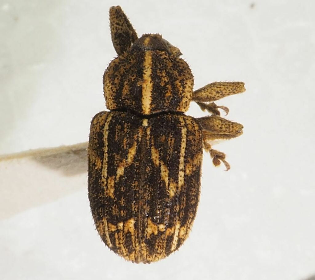 Petalochilini