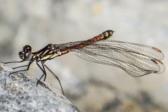 Rhinocypha pagenstecheri timorana
