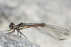 Rhinocypha pagenstecheri timorana
