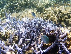 Altrichthys azurelineatus