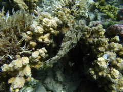 Pseudomonacanthus macrurus