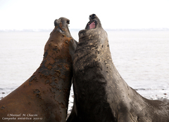 Southern Elephant Seal photo 5