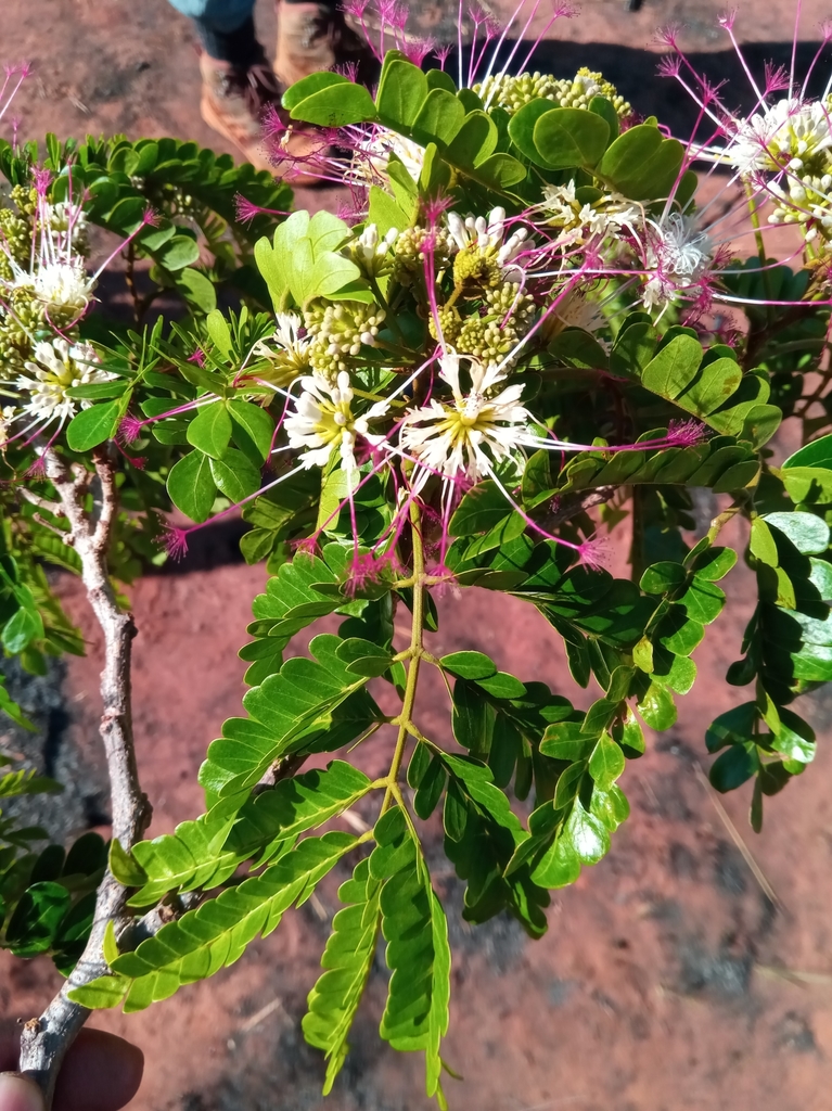 Albizia mainaea