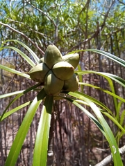 Pandanus oligocarpus image