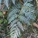 Austral Bracken - Photo (c) Vulpes, some rights reserved (CC BY-NC), uploaded by Vulpes