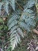 Austral Bracken - Photo (c) Vulpes, some rights reserved (CC BY-NC), uploaded by Vulpes