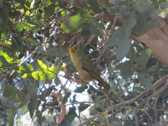 Manorina melanophrys