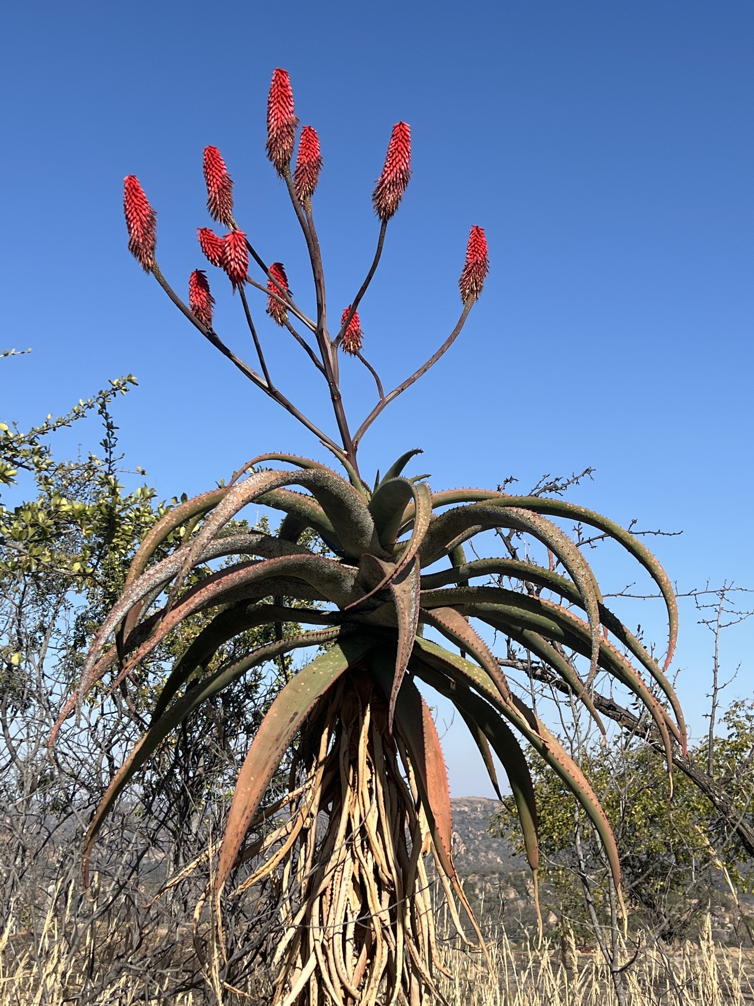 Zimbabwe Aloe (Aloe excelsa) · iNaturalist