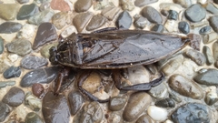 Lethocerus patruelis