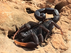 Hottentotta judaicus