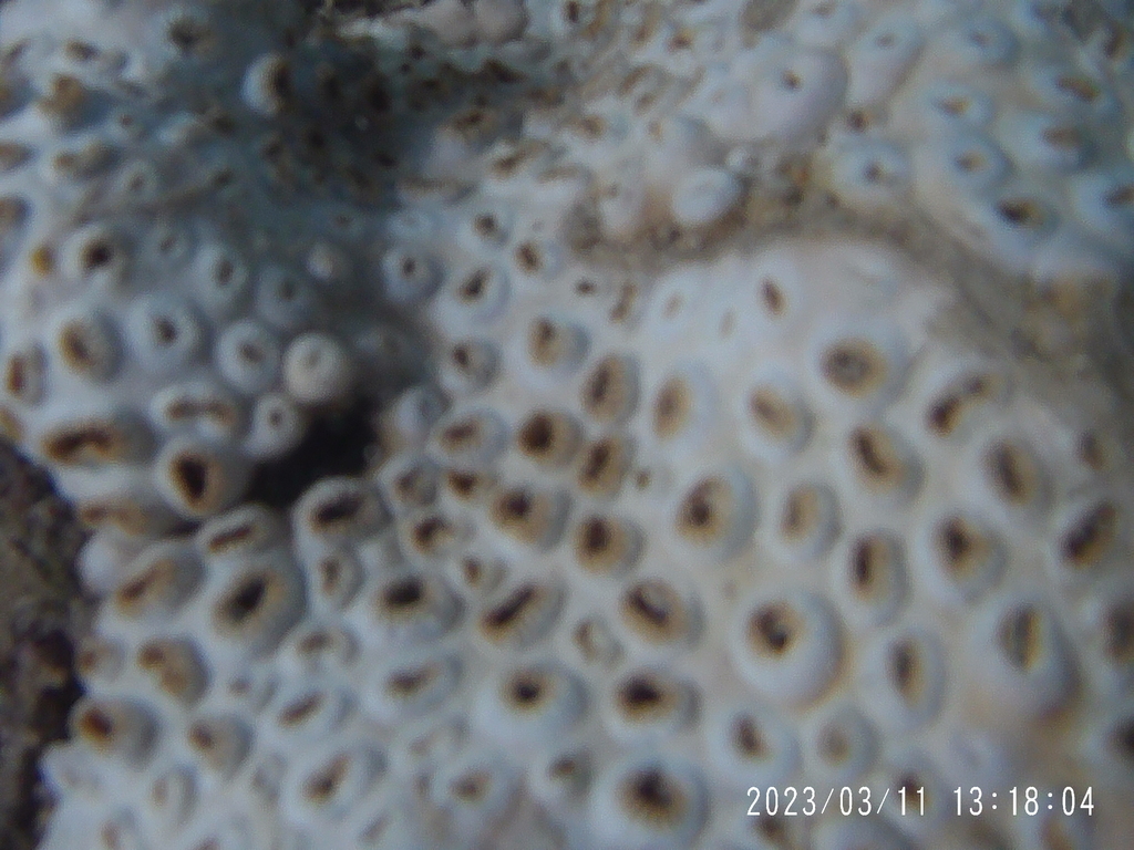 Palythoa tuberculosa