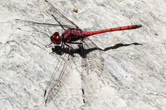 Trithemis lilacina