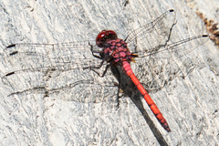 Trithemis lilacina