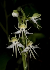 Habenaria gibsonii