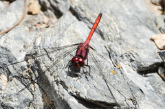 Trithemis lilacina