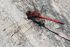 Trithemis lilacina