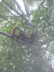 Pongo pygmaeus pygmaeus