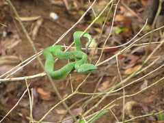 Tropidolaemus subannulatus