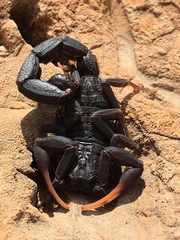 Hottentotta judaicus