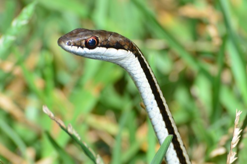 Bernier's Striped Snake