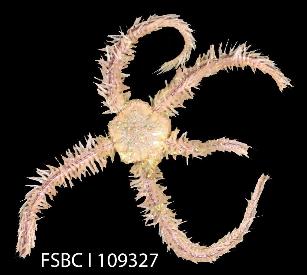 Ophiothrix angulata poecila