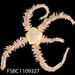 Angular Brittle Star - Photo (c) FWC Fish and Wildlife Research Institute, some rights reserved (CC BY)