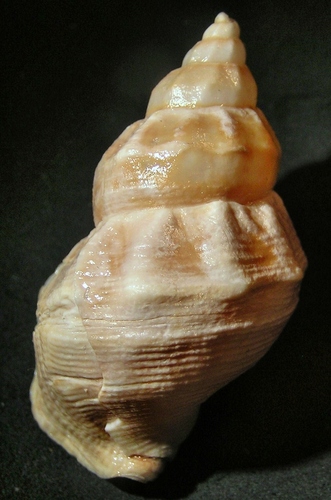 glacial whelk