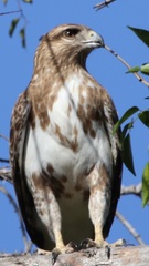 Buteo brachypterus